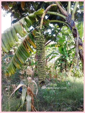 Gambar pisang aneh pisangnya panjang sekali - SebelumTidur.Com