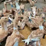Jual Bebek Bayah harga bebek siap telur mojosari Siap Telur Terdekat Klaten Ayub Camp
