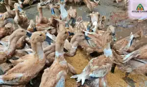 Jual Bebek Bayah harga bebek siap telur mojosari Siap Telur Terdekat Klaten Ayub Camp