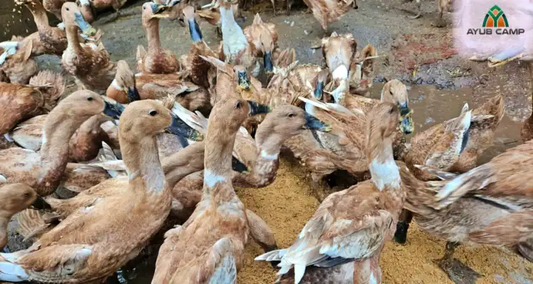 Jual Bebek Bayah harga bebek siap telur mojosari Siap Telur Terdekat Klaten Ayub Camp Jual Bebek Bayah harga bebek siap telur mojosari Siap Telur Terdekat Klaten Ayub Camp