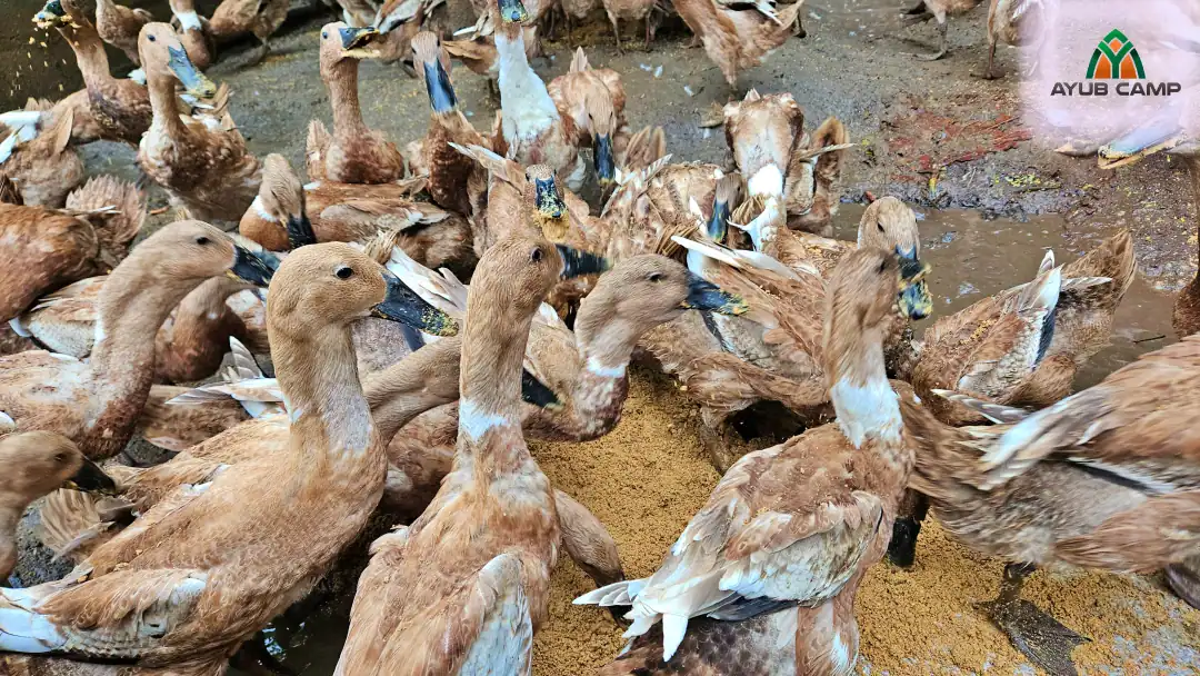 Jual Bebek Bayah harga bebek siap telur mojosari Siap Telur Terdekat Klaten Ayub Camp