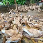 jual bebek bayah bebek mojosari siap telur harga bebek siap telur jual bebek bayah bebek mojosari siap telur harga bebek siap telur