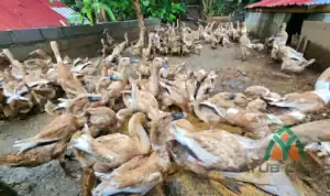 jual bebek bayah bebek mojosari siap telur harga bebek siap telur jual bebek bayah bebek mojosari siap telur harga bebek siap telur