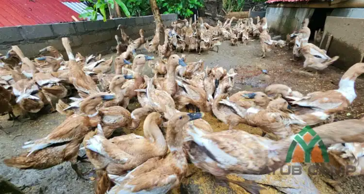 jual bebek bayah bebek mojosari siap telur harga bebek siap telur jual bebek bayah bebek mojosari siap telur harga bebek siap telur