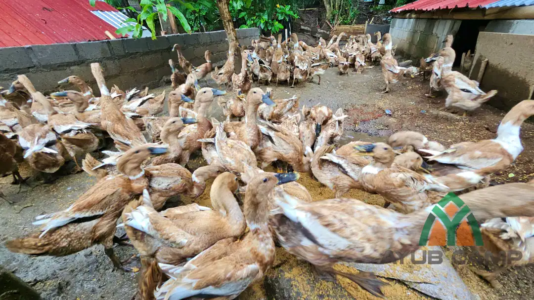 jual bebek bayah bebek mojosari siap telur harga bebek siap telur